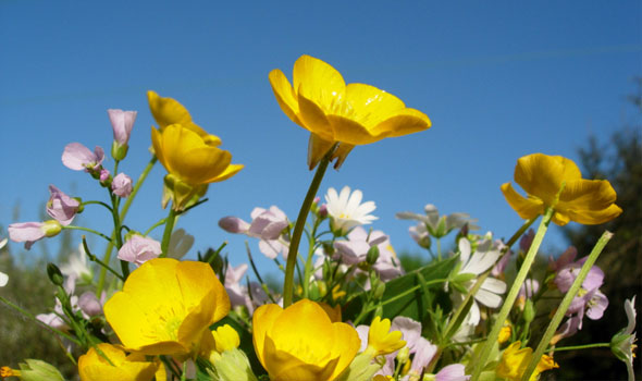 Meadow-May16-590-01