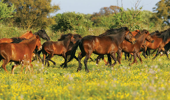 Horse-Aug22-00-590