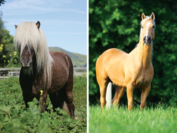 Horse-Aug22-01-590