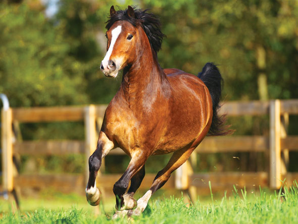 Horse-Aug22-02-590