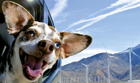 Dogs-in-Cars-Oct17-02-590