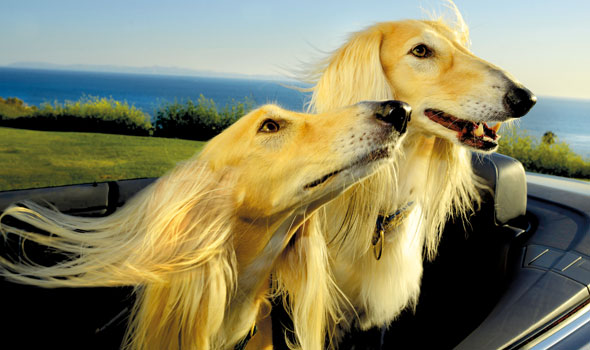 Dogs-in-Cars-Oct17-03-590