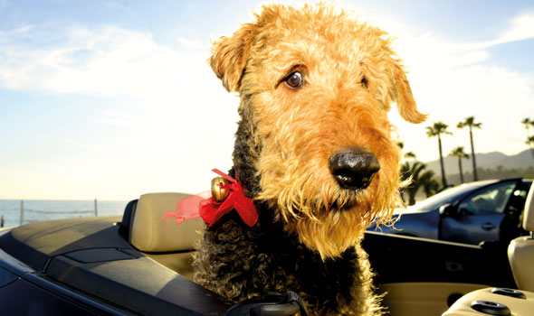 Dogs-in-Cars-Oct17-04-590