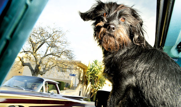 Dogs-in-Cars-Oct17-06-590